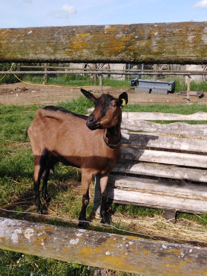 La Mini Ferme De Maelou Villa Sermaises Bagian luar foto