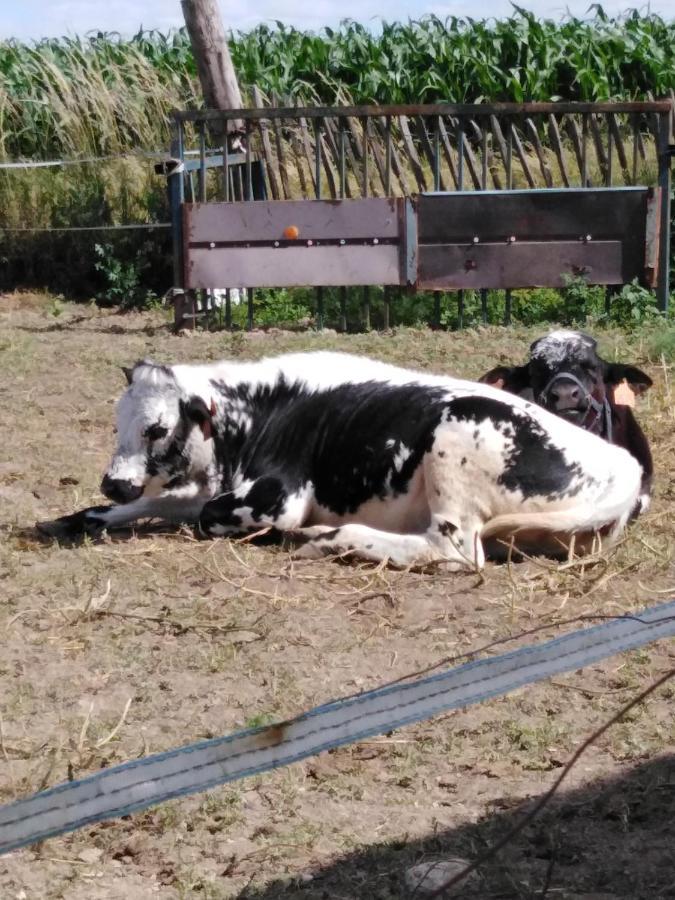 La Mini Ferme De Maelou Villa Sermaises Bagian luar foto
